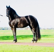 Красивая черная женская фризская лошадь для продажи